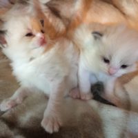 Ragdoll kittens for sale in Dallas Metroplex area | Texas Ragdoll Kittens
