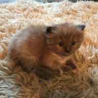 Ragdoll kittens for sale in Dallas Metroplex area | Texas ...