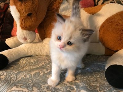 Ragdoll kittens for sale, Dallas Metroplex area | Texas Ragdoll Kittens