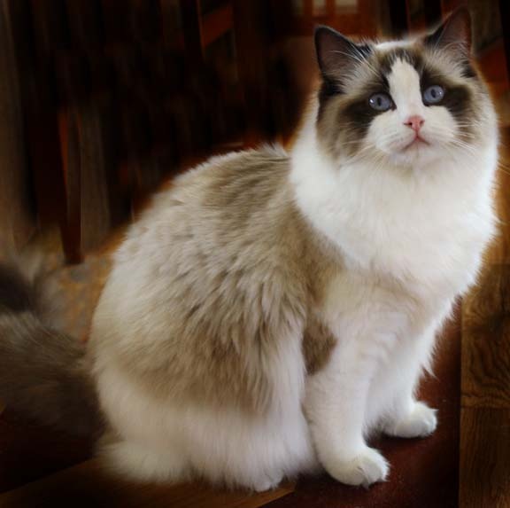 Ragdoll kittens for sale, Dallas Metroplex area Texas Ragdoll Kittens