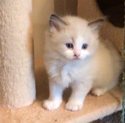 Ragdoll kittens for sale in Dallas Metroplex area | Texas ...
