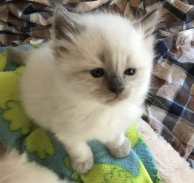 Ragdoll kittens for sale in Dallas Metroplex area | Texas Ragdoll Kittens