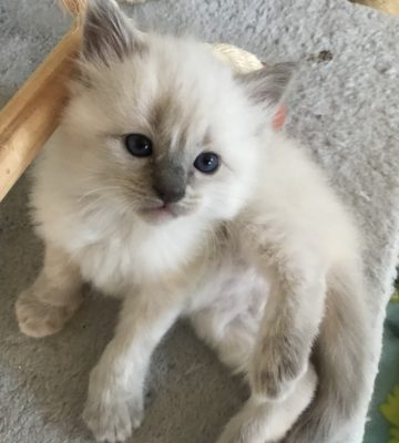 Ragdoll kittens for sale in Dallas Metroplex area | Texas Ragdoll Kittens