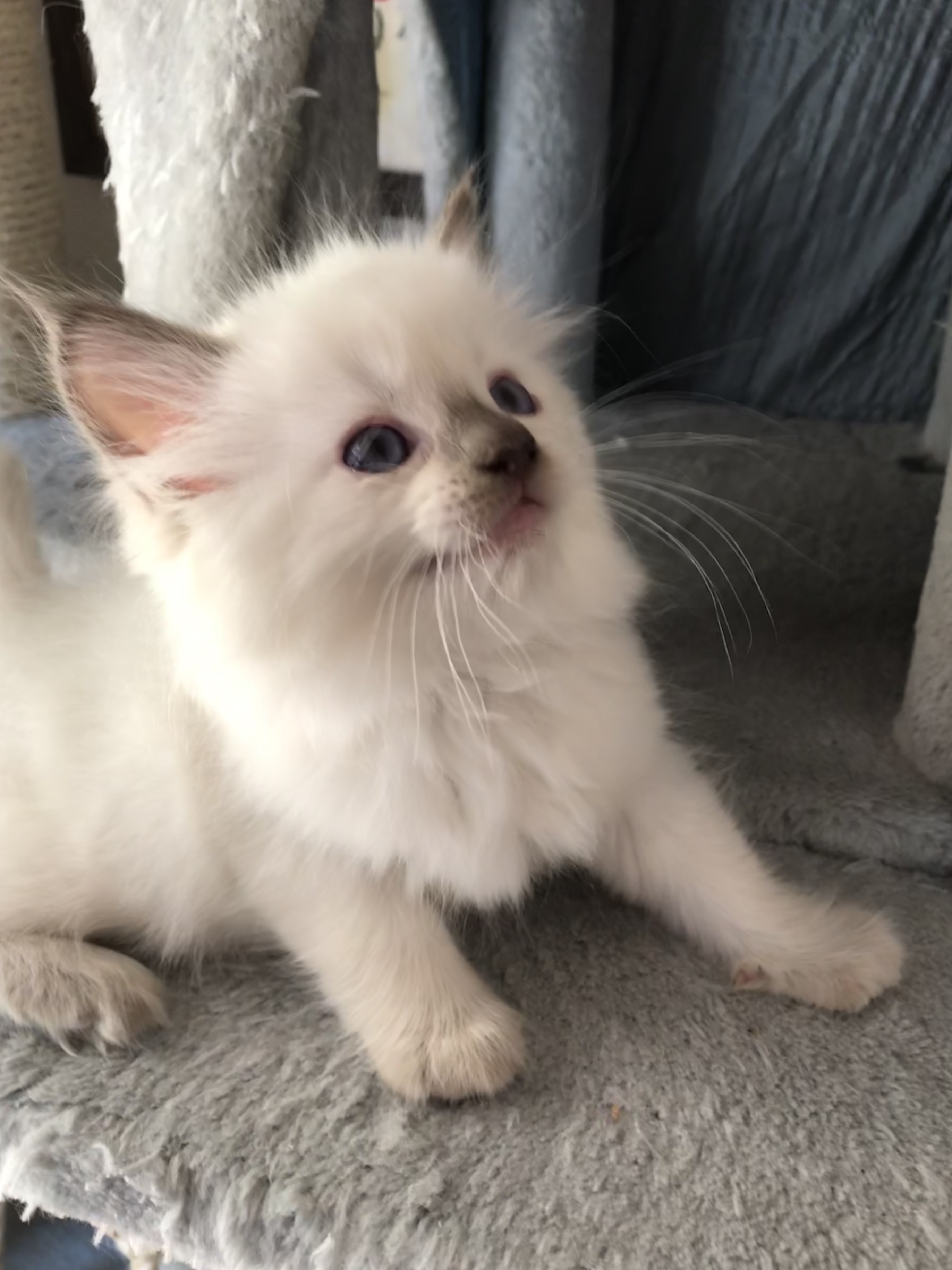 Ragdoll kittens for sale in Dallas Metroplex area Texas Ragdoll Kittens