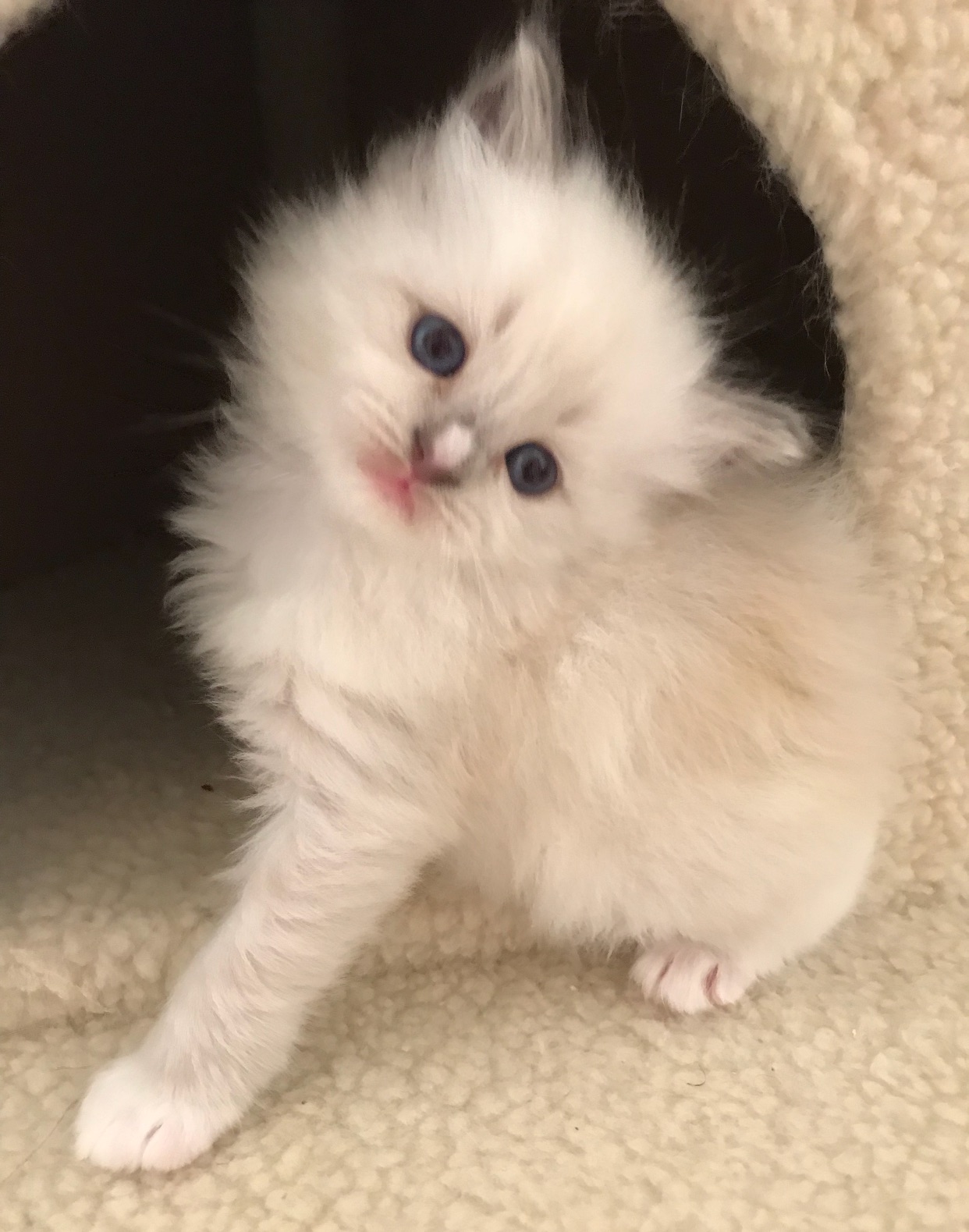 Ragdoll kittens for sale in Dallas Metroplex area | Texas Ragdoll Kittens