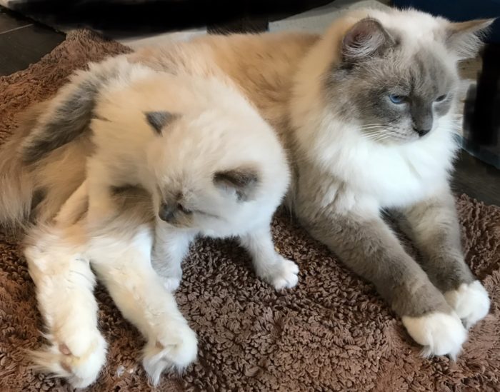 Texas Ragdoll Kittens - Ragdolls - Ragdoll Cats