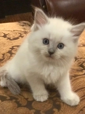 Ragdoll kittens for sale in Dallas Metroplex area | Texas Ragdoll Kittens