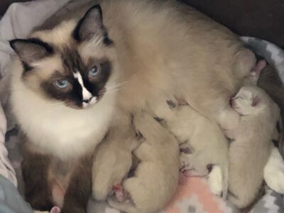 Texas Ragdoll Kittens – Ragdoll Kittens for Sale Justin Texas