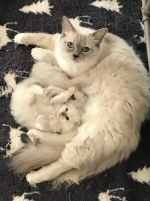 Texas Ragdoll Kittens – Ragdoll Kittens for Sale Justin Texas