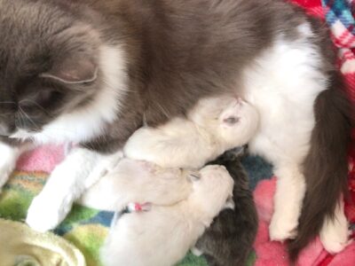 Texas Ragdoll Kittens – Ragdoll Kittens for Sale Justin Texas