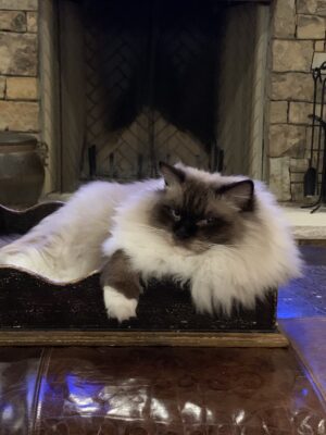 Texas Ragdoll Kittens – Ragdoll Kittens for Sale Justin Texas