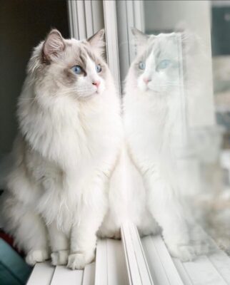 white ragdoll kitten