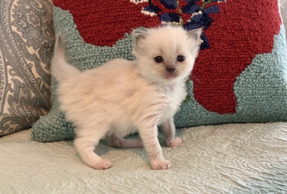 6x Ragdoll IMG-0624 (1) – Texas Ragdoll Kittens