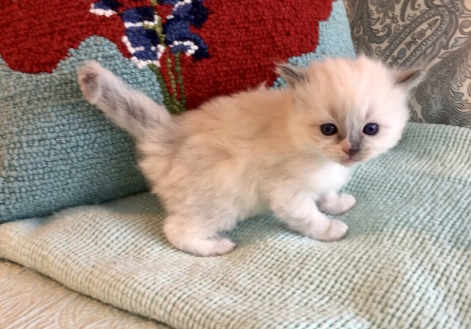 6x Ragdoll IMG-6696 – Texas Ragdoll Kittens