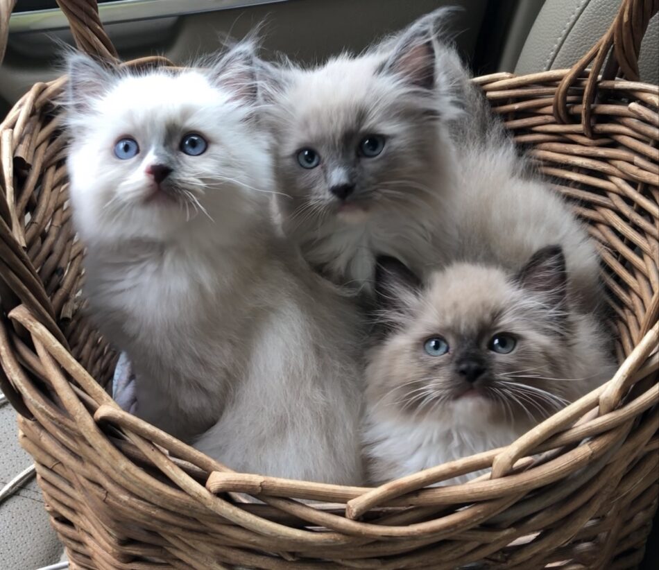 AVAILABLE TEXAS RAGDOLLS – Texas Ragdoll Kittens