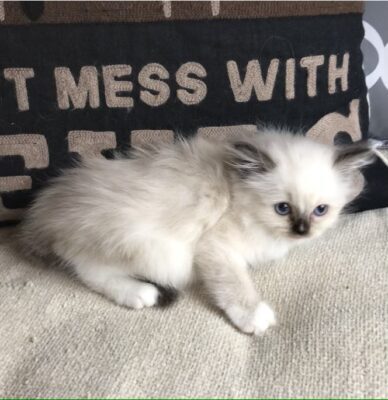 alma – Texas Ragdoll Kittens