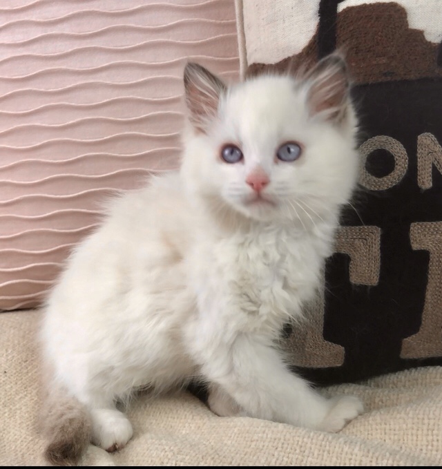 Sold TX Ragdolls – Texas Ragdoll Kittens