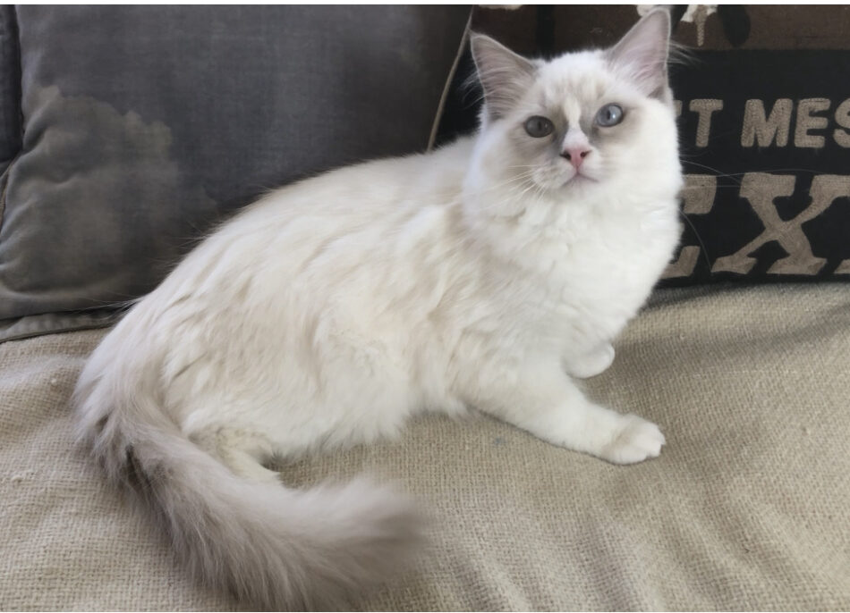 AVAILABLE TEXAS RAGDOLLS – Texas Ragdoll Kittens