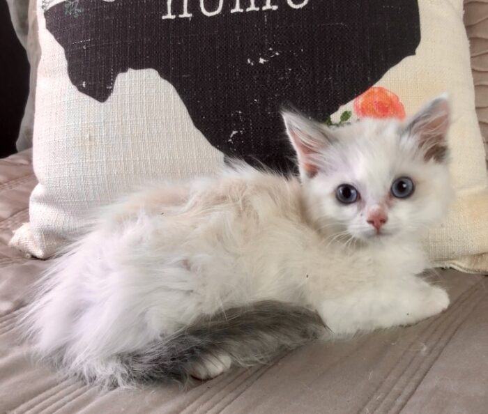 AVAILABLE TEXAS RAGDOLLS – Texas Ragdoll Kittens