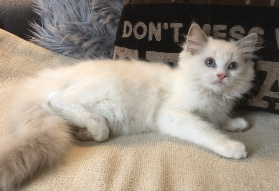 6x Ragdoll IMG-0696 – Texas Ragdoll Kittens