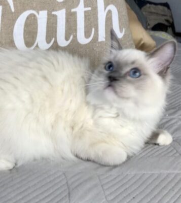 Texas Ragdoll Kittens – Ragdoll Kittens for Sale Justin Texas