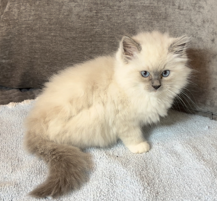 Willette Ragdoll IMG_1100 – Texas Ragdoll Kittens