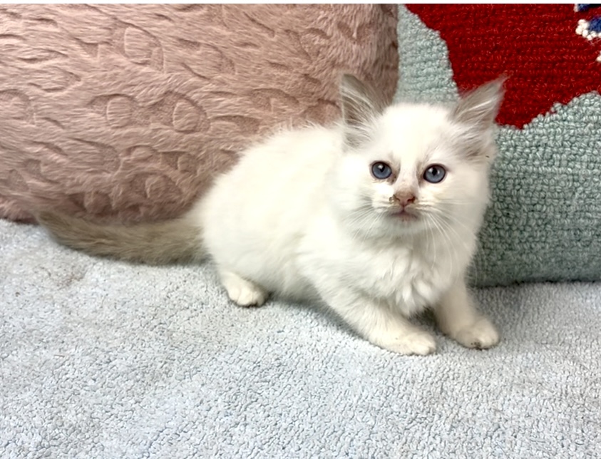 Willette Ragdoll IMG_1330 – Texas Ragdoll Kittens