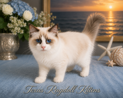 Blue-eyed Ragdoll kitten on seaside sunset backdrop