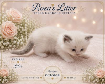 Lilac female Ragdoll kitten with roses