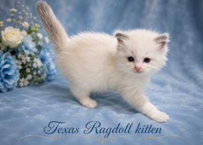 Cream Ragdoll kitten on blue floral backdrop
