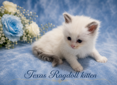 Fluffy white Ragdoll kitten on blue blanket