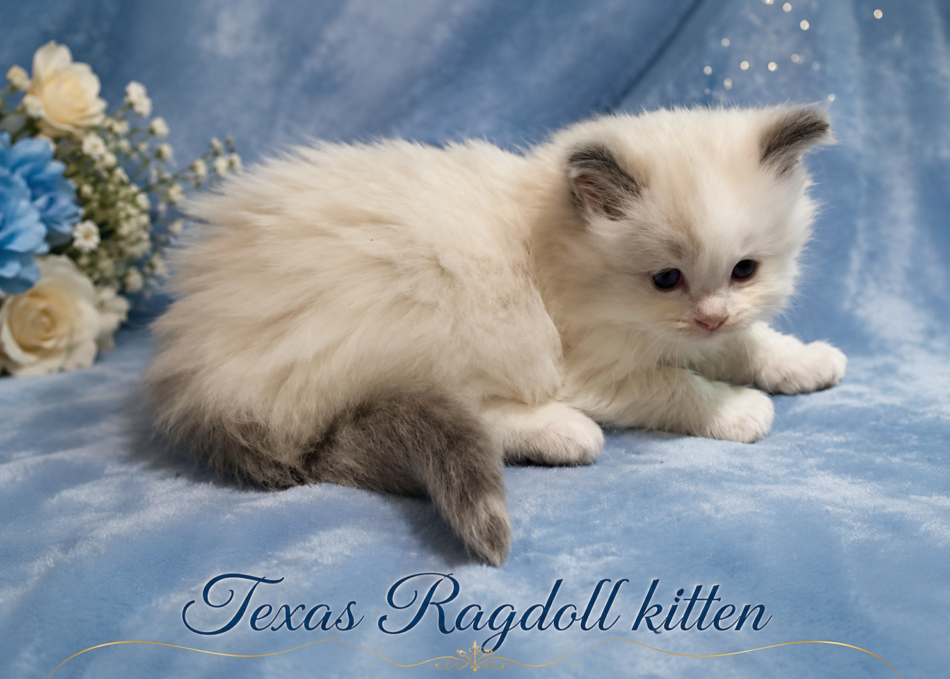 Lilac Bicolor Male Ragdoll Kitten | Texas Ragdoll Kittens