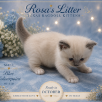Blue-point Ragdoll kitten on blue fabric