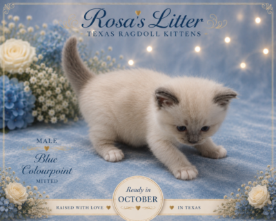 Blue-point Ragdoll kitten on blue fabric
