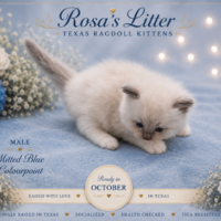 Mitted blue Ragdoll kitten on soft blue blanket
