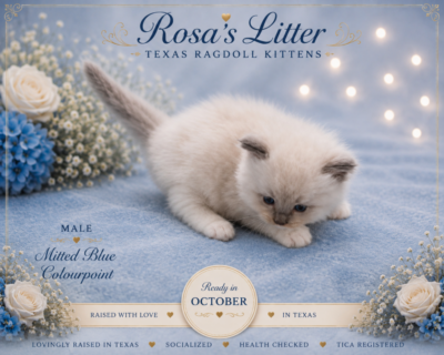 Mitted blue Ragdoll kitten on soft blue blanket