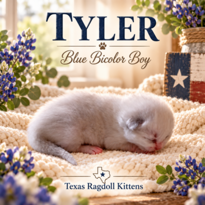 Blue Bicolor Male Ragdoll Kitten | Texas Ragdoll Kittens
