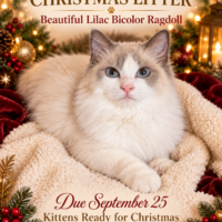 London, Lilac Bicolor Female Ragdoll Cat | Texas Ragdoll Kittens