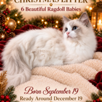 Blanchette, Lilac Bicolor Female Ragdoll Cat | Texas Ragdoll Kittens