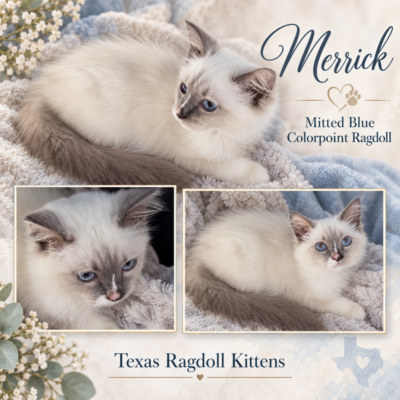 Mitted blue colorpoint Ragdoll kitten