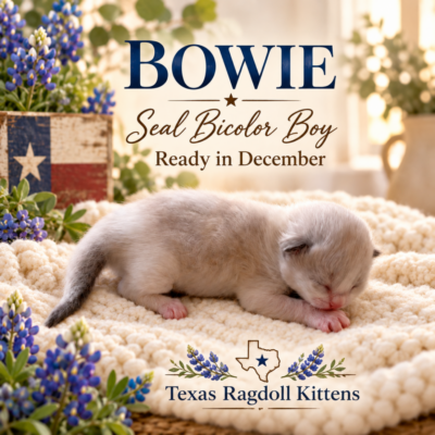 Seal Bicolor Male Ragdoll Kitten | Texas Ragdoll Kittens