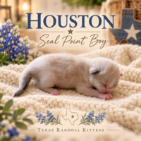 Seal Bicolor Male Ragdoll Kitten | Texas Ragdoll Kittens