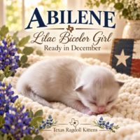 Lilac Bicolor Female Ragdoll Kitten | Texas Ragdoll Kittens