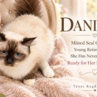 Mitted Seal Colourpoint Female Ragdoll Cat | Texas Ragdoll Kittens