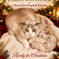 Lilac, Lilac Bicolor Female Ragdoll Cat | Texas Ragdoll Kittens