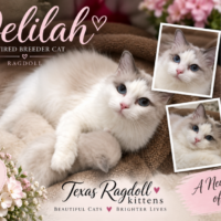 Lilac Bicolor Female Ragdoll Cat | Texas Ragdoll Kittens