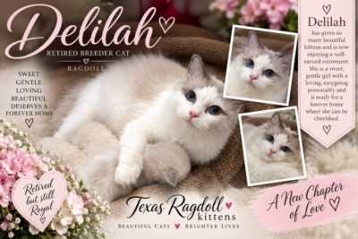 Lilac Bicolor Female Ragdoll Cat | Texas Ragdoll Kittens