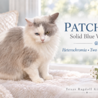 Blue Van Bicolor Solid Female Ragdoll Cat | Texas Ragdoll Kittens