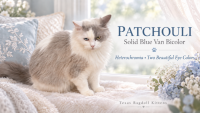 Blue Van Bicolor Solid Female Ragdoll Cat | Texas Ragdoll Kittens