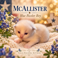 Blue Bicolor Male Ragoll Kitten | Texas Ragdoll Kittens